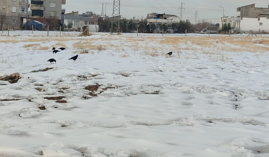 Adıyaman'da kar sonrası kargaların yiyecek arayışı kameralara yansıdı - Videolu Haber