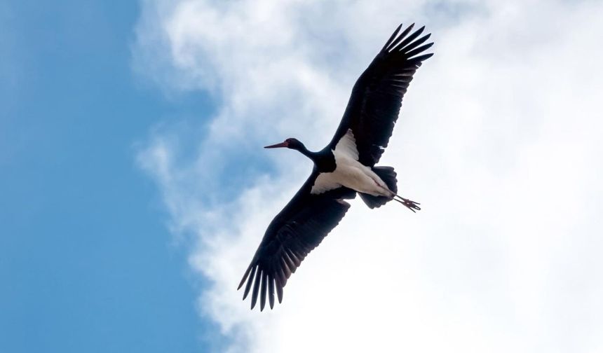 Adıyaman'da kış ortasında kara leylek görüntülendi