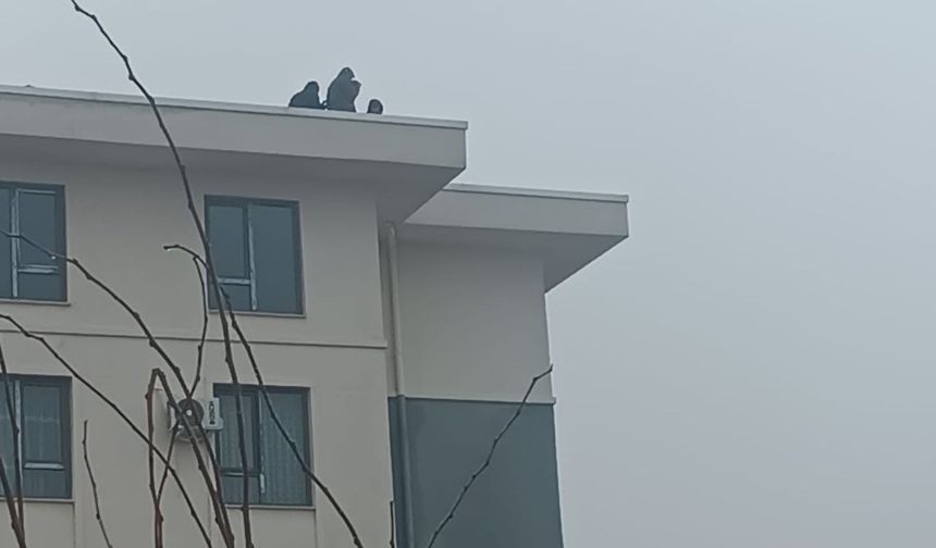 Adıyaman İndere TOKİ'de maaş eylemi: İşçiler çatıya çıktı - Videolu Haber