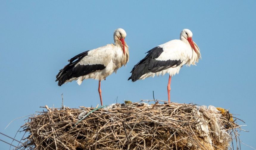 Adıyaman'da baharın ilk leylekleri Kızılcapınar'da görüntülendi