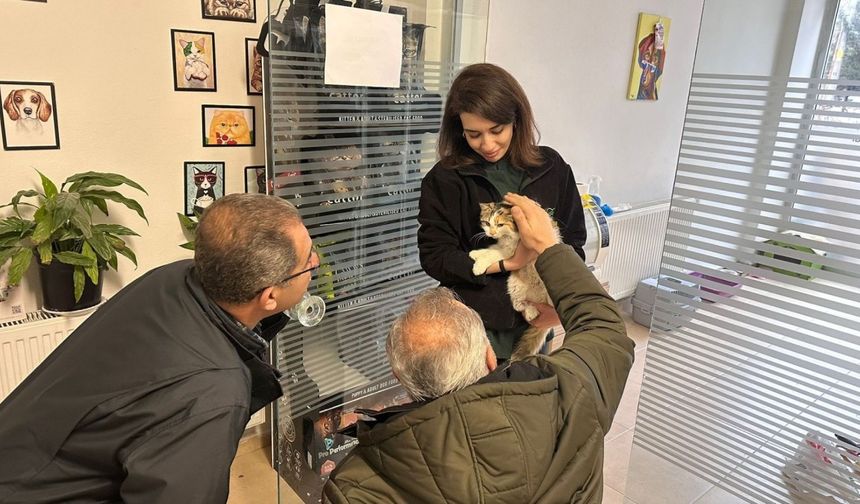 Adıyaman'da kimliği belirsiz kişilerin şiddetine uğrayan kedi ameliyatla kurtarıldı