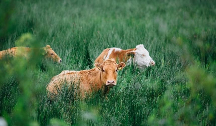 Büyükbaş hayvanın en çok-en az hangi ilde olduğu belli oldu!