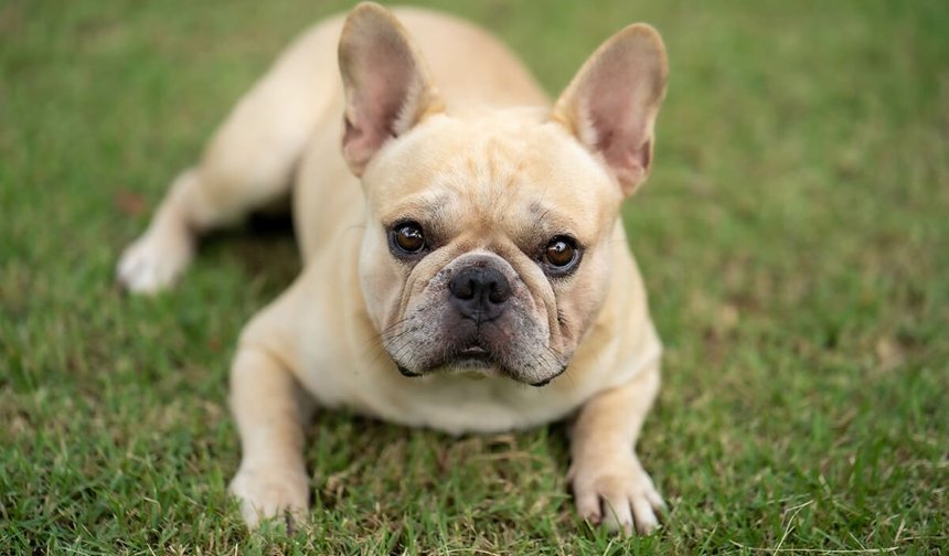 French Bulldog Fiyatları 2026
