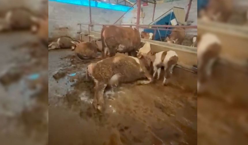 Gerger'de elektrik akımı: 8 hayvan telef oldu - Videolu Haber