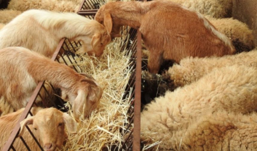 'Kırsalda Bereket Küçükbaşa Destek Projesi' başlıyor