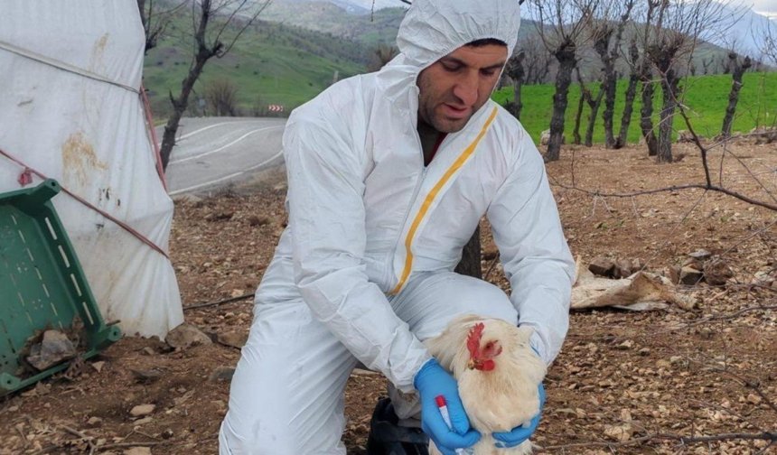 Adıyaman Tarım ve Orman İl Müdürlüğü kanatlı hayvanlarda kuş gribi izleme çalışmalarına devam ediyor