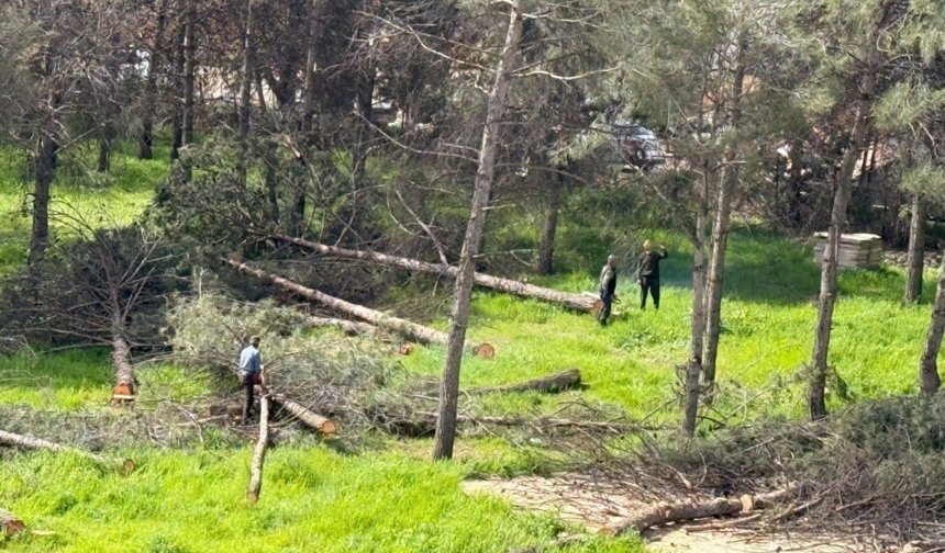 Adıyaman'da ağaç kesimine tepki: Vatandaşlar 'katliam' dedi - Videolu Haber