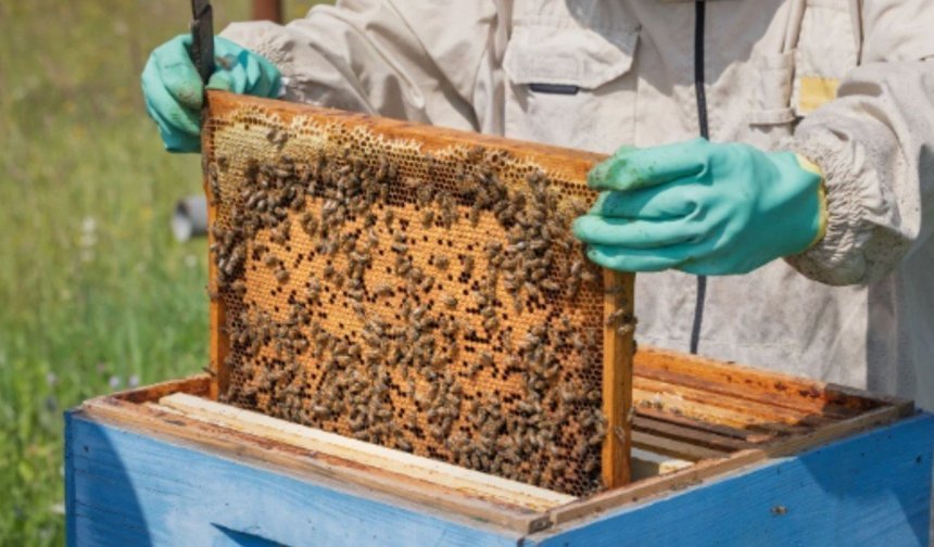 Adıyaman'da Arılı Kovan Projesi başvuruları sürüyor: Son gün yarın