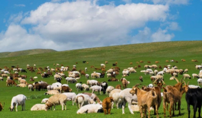 Adıyaman'da 'Kırsalda Bereket' projesi: 3 yılda 150 bin küçükbaş hayvan desteği verilecek - Videolu Haber