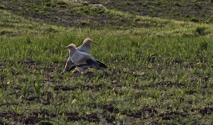 Adıyaman'da koruma altındaki küçük akbabalar görüntülendi