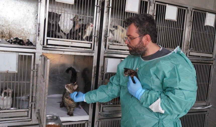 Adıyaman'da Patibulans iki yavru kediyi yaşama döndürdü - Videolu Haber