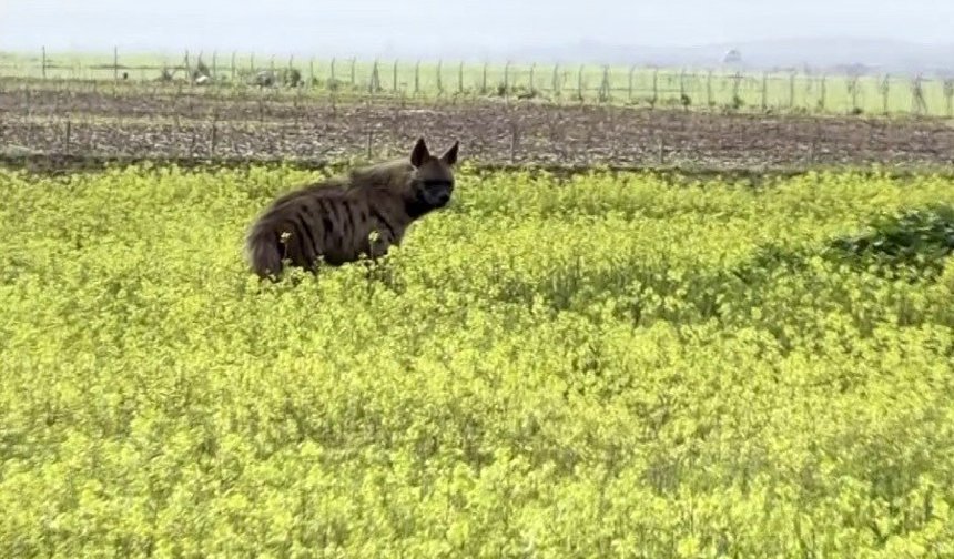 Besni'de çizgili sırtlan sarı çiçekler arasında görüntülendi