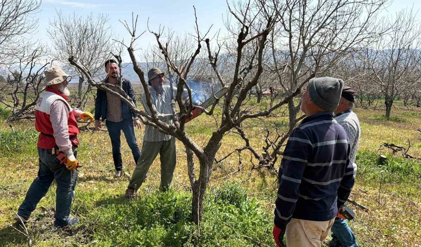 Geçtiğimiz yıl yaşanan zirai donun etkisi ağaçlarda sürüyor
