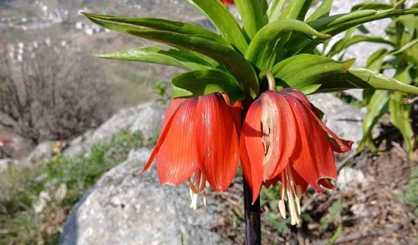 Sincik dağlarında açan ters laleler hayran bırakıyor
