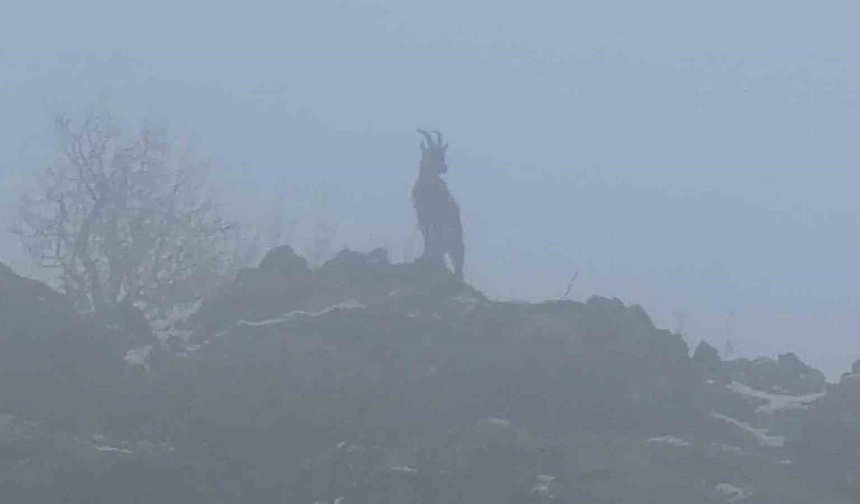 Sisli havada dağ keçileri eşsiz görüntüler oluşturdu