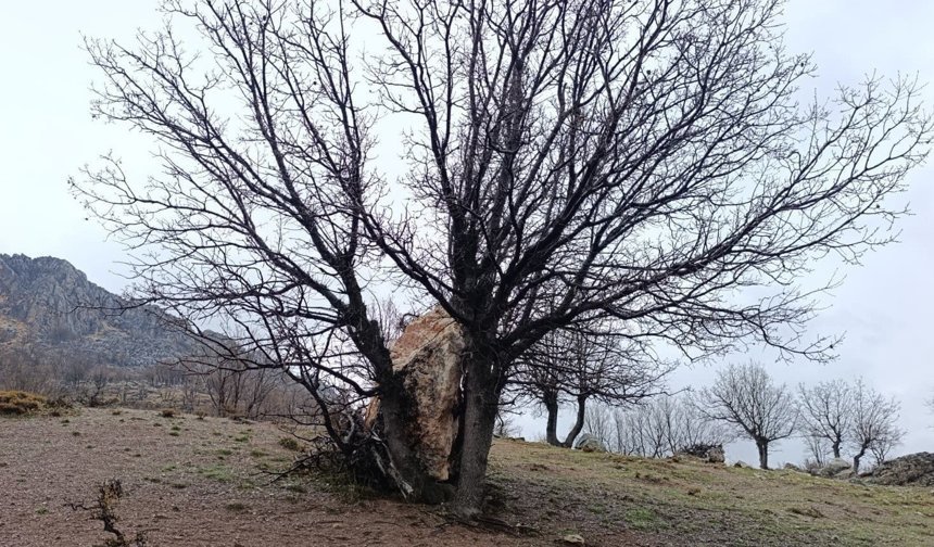 Yuvarlanan kaya parçasını ağaç tuttu