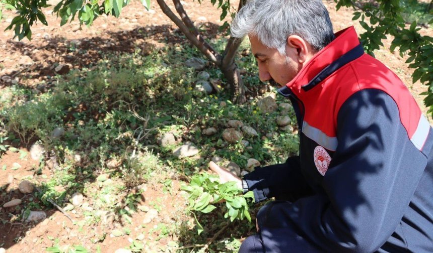 Tarım ve Orman İl Müdürü Akkan, TRT GAP'ta tarımsal yağışları değerlendirecek