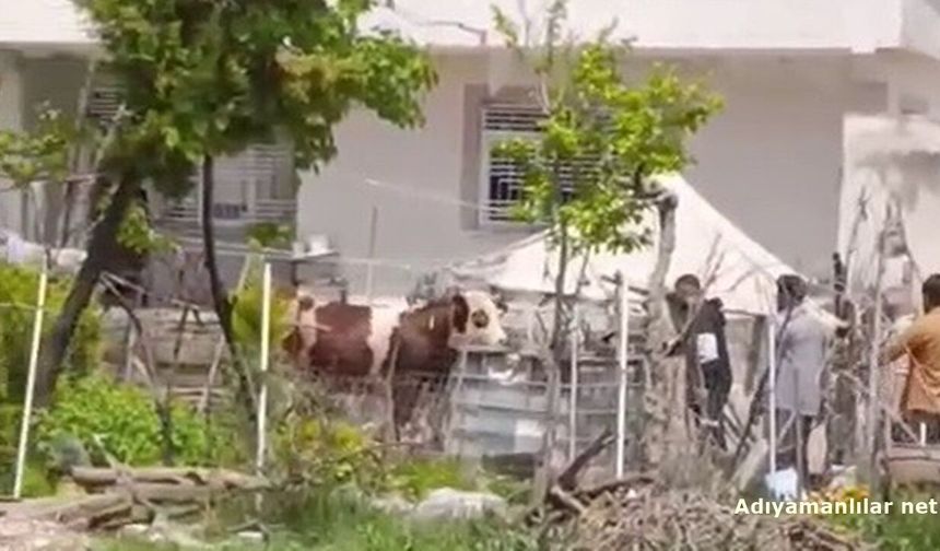 Adıyaman'da kaçan kurbanlık iğne vurularak yakalandı