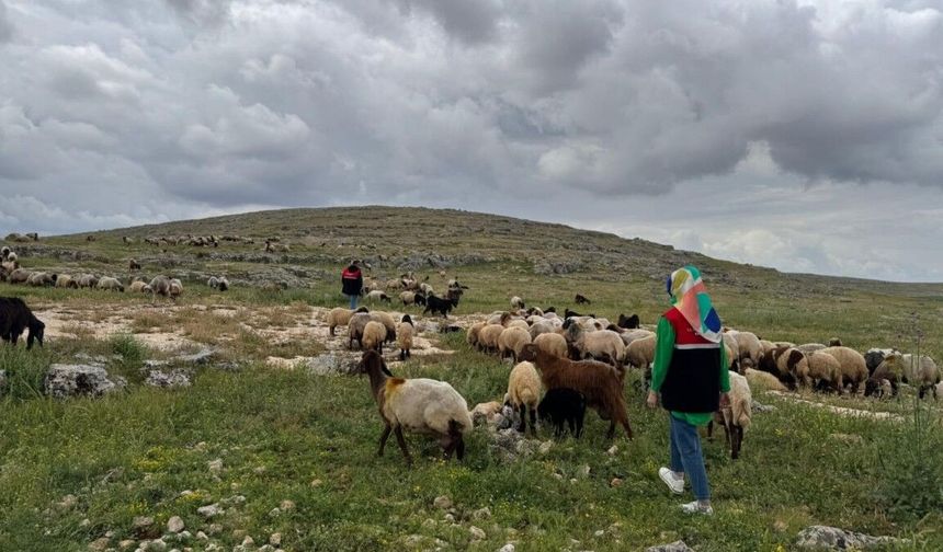 Adıyaman'da Kuyulu ve Akdere köylerinde mera alanları yerinde incelendi