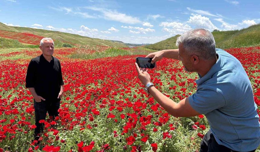Adıyaman'da gelincikler görenleri hayran bıraktı