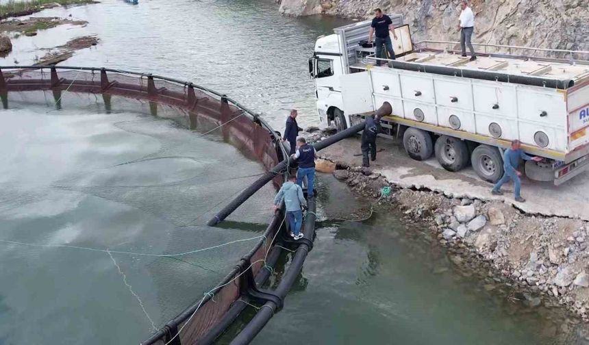İhraç edilecek 'Türk somonları' için yavru balıklar suya bırakıldı