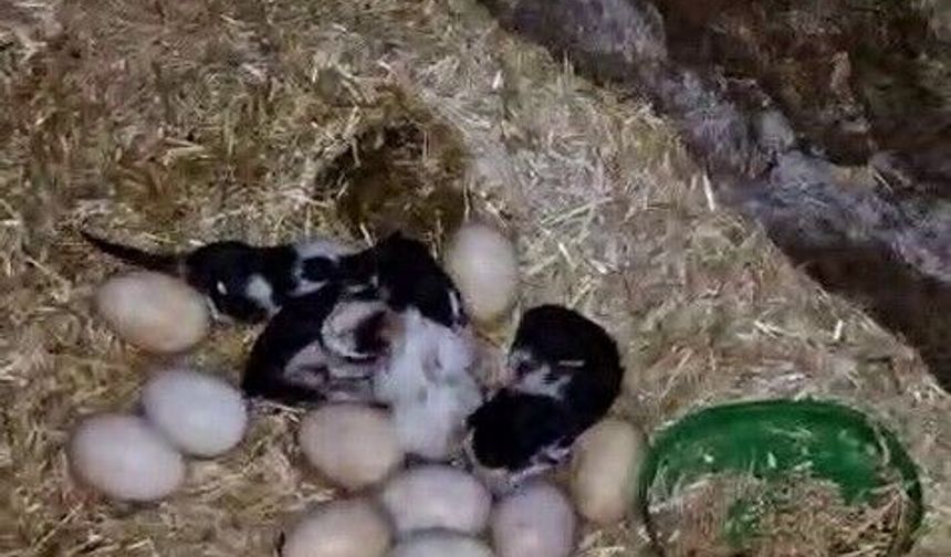Tavuk ile kedi arasında 'Annelik krizi' kamerada