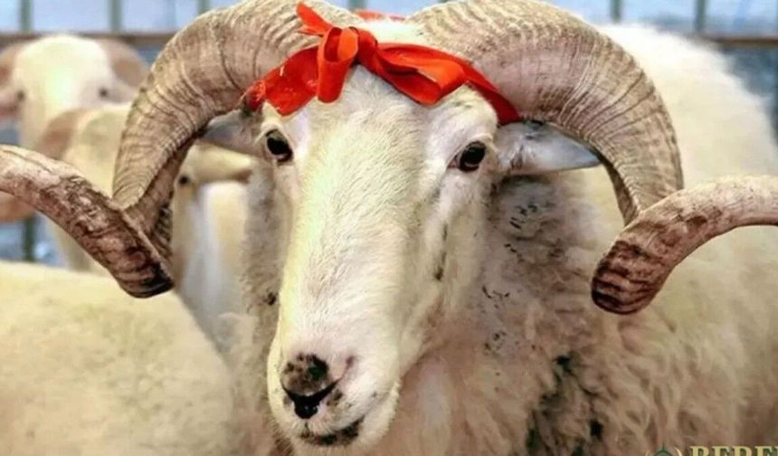 Sağlıklı et tüketimi için kurban kesiminde nelere dikkat edilmeli? Bakanlıktan hijyen uyarısı