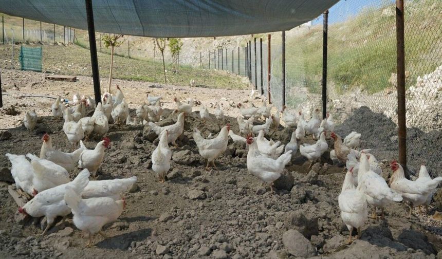 Adıyaman Belediyesi'nden sofralara ekonomik destek: Gezen tavuk yumurtası satışta - Videolu Haber