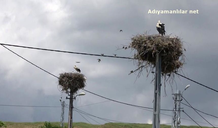 Adıyaman'da Leyleklerin Vazgeçilmez Durağı Kızılcapınar Köyü