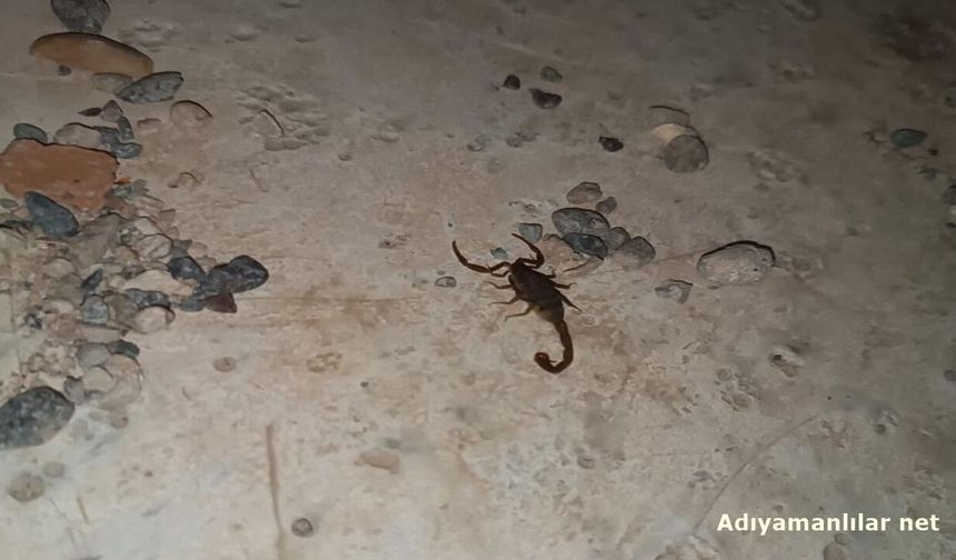 Adıyaman'da Akrep Görülme Vakaları Arttı