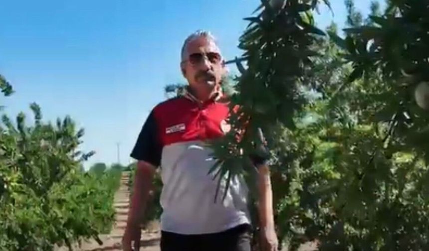 Adıyaman'da Badem Bahçeleri Mercek Altında