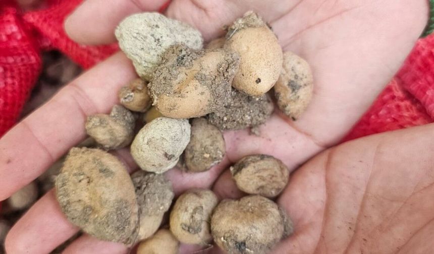 Adıyaman'da İzinli Parselde İlk Salep Hasadı Yapıldı