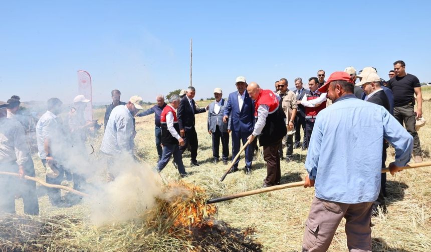 Asırlık lezzet firik bulgurunun hasadı başladı