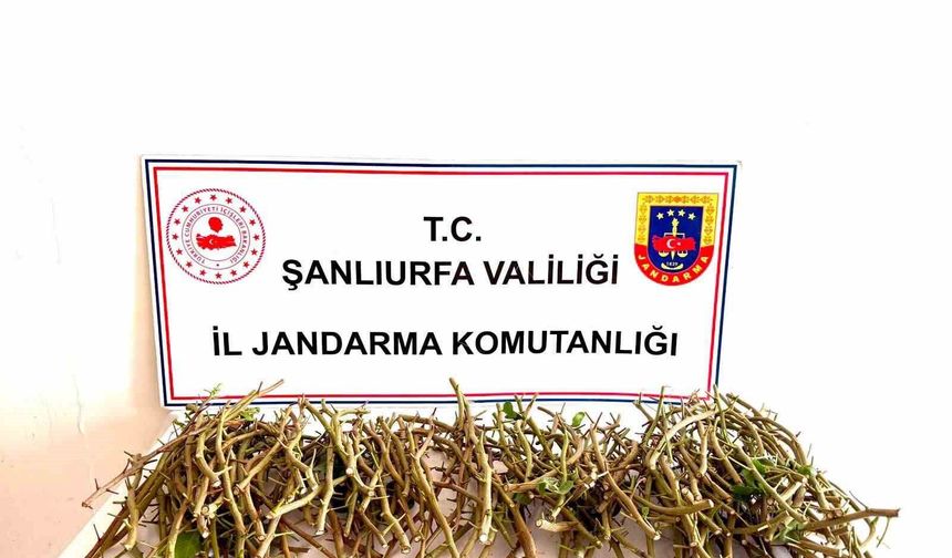 TİGEM Bahçesinde Fıstık Dalı Hırsızlığına Suçüstü