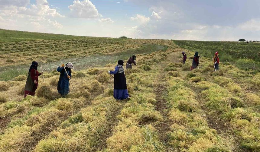 Şanlıurfa'da mercimek hasadı başladı