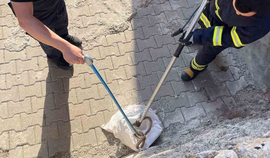 Siirt'te Evin Bahçesinde 1,5 Metrelik Yılan Yakalandı