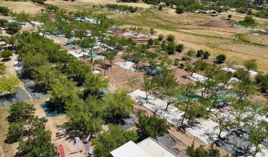 Tut'ta 3 Bin Tonun Üzerinde Dut Rekoltesi Bekleniyor