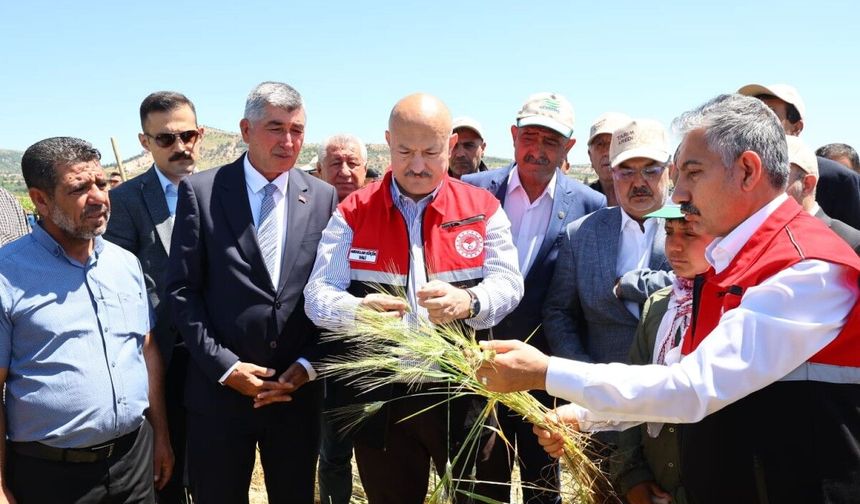 Gölbaşı Belören'de Firik Bulguru Hasat Heyecanı