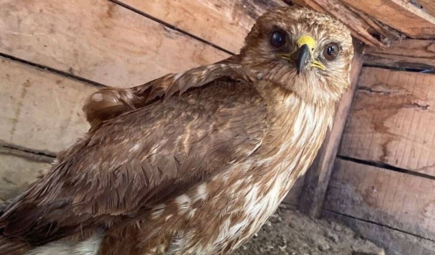 Kahta'da yaralı bulunan şahin tedavi altına alındı