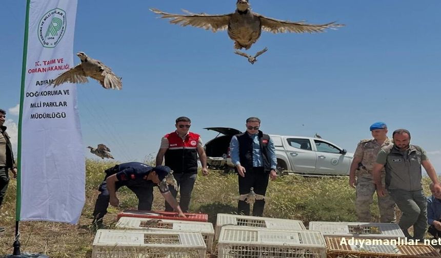 Sincik'te 200 Keklik Doğal Yaşam Alanlarına Bırakıldı