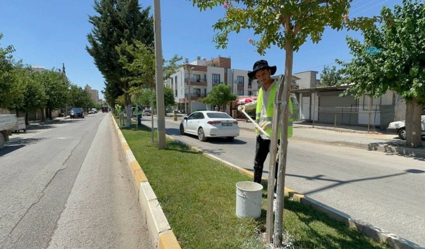 Kent Genelinde Ağaçlara Kireçleme Ve Budama