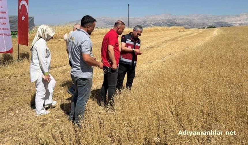 Adıyaman'da 2 Bin 250 Dekarda Çörek Otu Hasadı