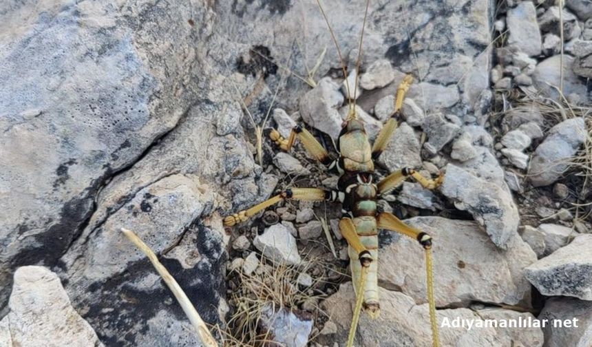 Adıyaman'da Dev Çekirge İlgi Odağı Oldu