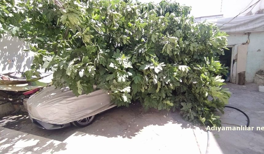 Adıyaman'da Devrilen Ağaç Aracın Üzerine Düştü
