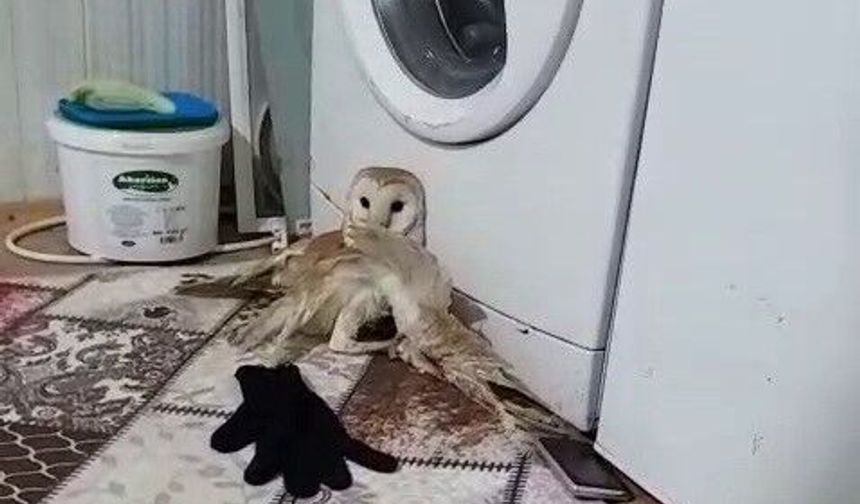 Adıyaman'da Yaralı Peçeli Baykuş Korumaya Alındı