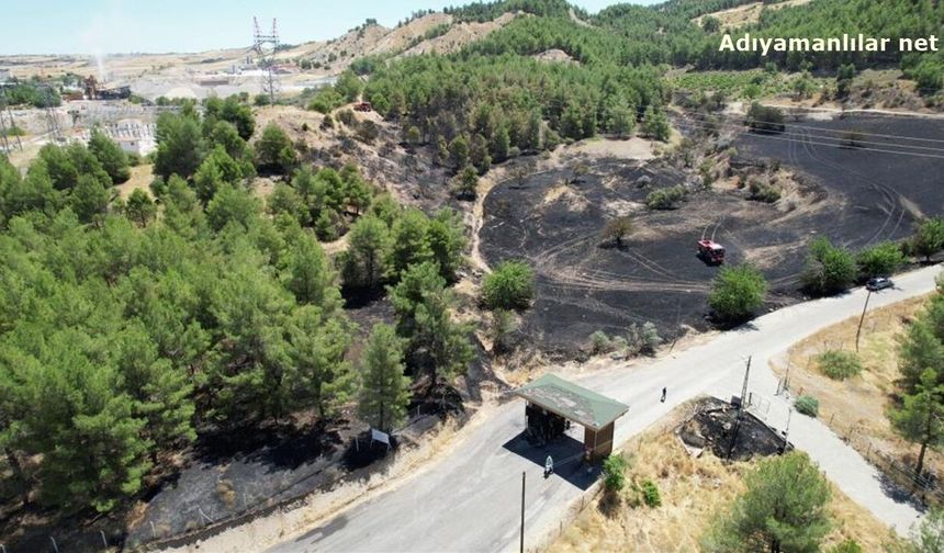 Ali Dağı'ndaki Yangında Çok Sayıda Ağaç Zarar Gördü
