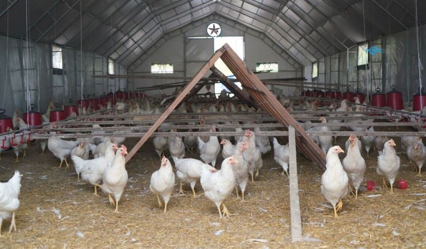 Belediyenin Yumurta Üretiminde Verim Yüzde 80'e Ulaştı