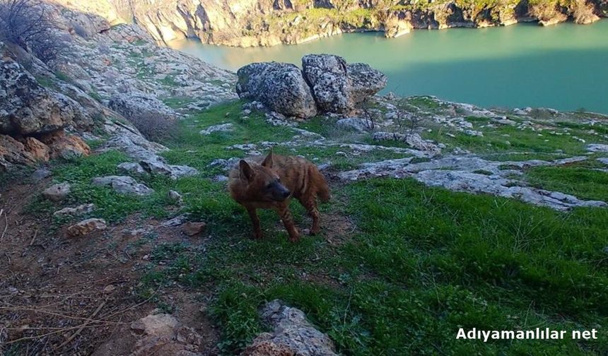 Adıyaman'da Çizgili Sırtlan İçin Sıkı Koruma