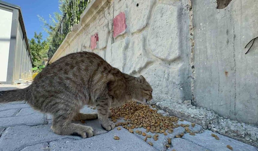 Adıyaman Belediyesi'nden sokak hayvanlarına mama ve su desteği