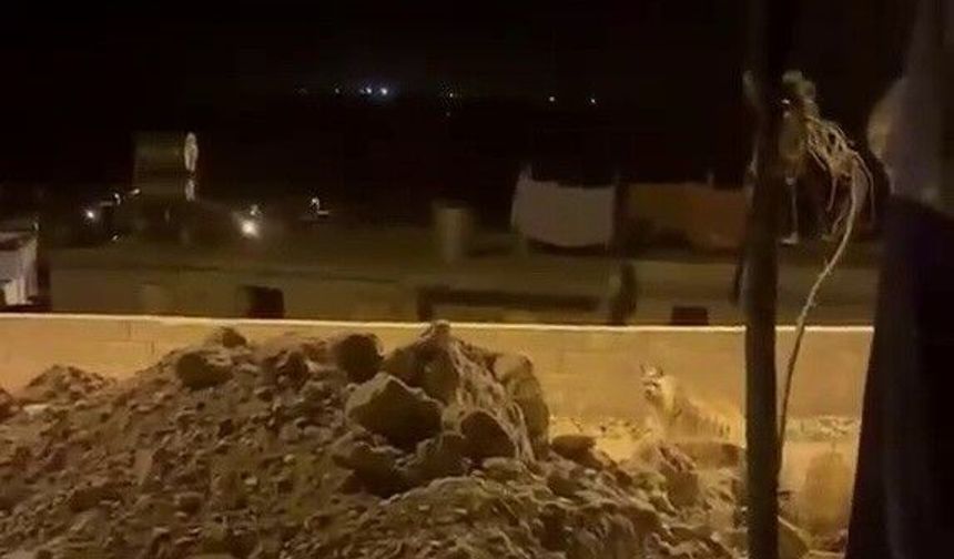 Adıyaman'da çizgili sırtlan evlerin bahçesinde görüntülendi